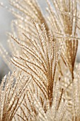 MISCANTHUS SINENSIS SILBERFEDER