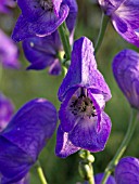 ACONITUM CARMICHAELII, MONKSHOOD