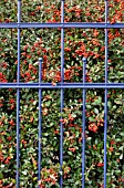 PYRACANTHA COCCINEA,