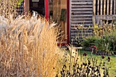 MISCANTHUS SINENSIS IN AUTUMN ALLOTMENT