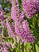 ELSHOLTZIA STAUNTONII, MINT BUSH