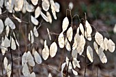 LUNARIA REDIVIVA, PERENNIAL HONESTY