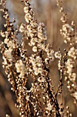 SOLIDAGO VIRGAUREA