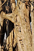 PARROTIA PERSICA, PERSIAN IRONWOOD