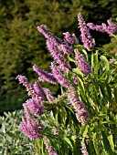 ELSHOLTZIA STAUNTONII, MINT BUSH