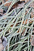 CAREX MORROWII WITH HOAR FROST