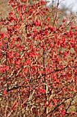 BERBERIS WILSONIAE