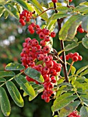 SORBUS AUCUPARIA, MOUNTAIN ASH