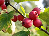 CRATAEGUS PENNSYLVANICA, HAWTHORN