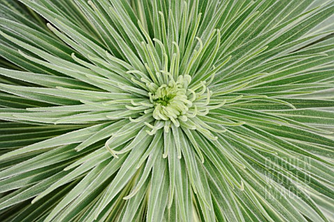 ECHIUM_WILDPRETII