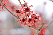 HAMAMELIS X INTERMEDIA FEUERZAUBER, WITCH HAZEL