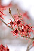 HAMAMELIS X INTERMEDIA FEUERZAUBER, WITCH HAZEL