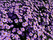 ASTER DUMOSUS PROF. KIPPENBERG, BUSHY ASTER