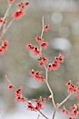 HAMAMELIS X INTERMEDIA FEUERZAUBER, WITCH HAZEL