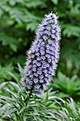 ECHIUM CANDICANS