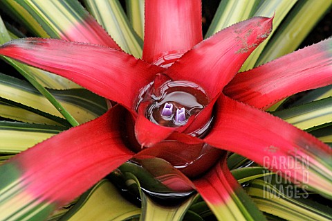 NEOREGELIA_CAROLINAE_TRICOLOR