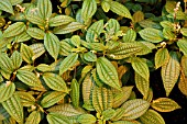 PILEA CRASSIFOLIA, ALUMINUM PLANT