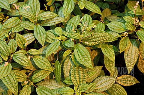 PILEA_CRASSIFOLIA_ALUMINUM_PLANT