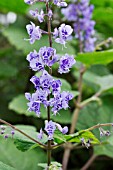 PLECTRANTHUS FRUTICOSUS