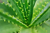 ALOE ARBORESCENS, CANDELABRA ALOE