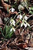 GALANTHUS ELWESII, GIANT SNOWDROP