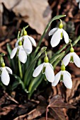 GALANTHUS ELWESII, GIANT SNOWDROP