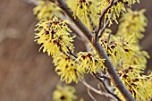 HAMAMELIS X INTERMEDIA PRIMAVERA, WITCH HAZEL