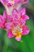 FREESIA X HYBRIDA