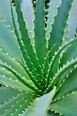 ALOE ARBORESCENS