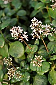 CRASSULA MULTICAVA