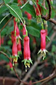 FUCHSIA SPLENDENS