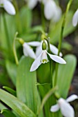 GALANTHUS WORONOWII