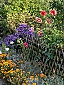 DAHLIA, ASTER,  TAGETES, MARIGOLD