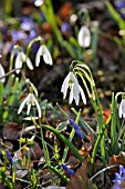 GALANTHUS NIVALIS