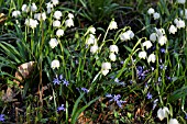 LEUCOJUM VERNUM AND SCILLA BIFOLIA