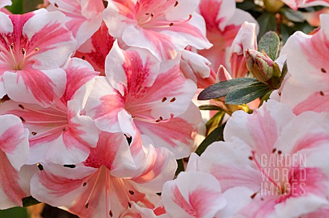 RHODODENDRON_SIMSII_NANCY_MARY
