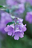 PROSTANTHERA ROTUNDIFOLIA