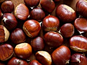 CASTANEA SATIVA, SWEET CHESTNUT