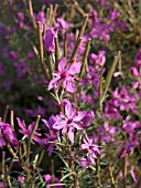 EPILOBIUM DODONAEI, ALPINE WILLOW HERB