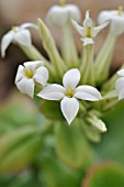 KALANCHOE LATISEPALA