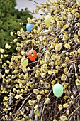 SALIX, WILLOW, WITH EASTER EGGS