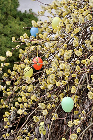 SALIX_WILLOW_WITH_EASTER_EGGS