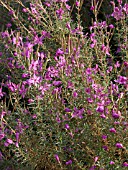 EPILOBIUM DODONAEI, ALPINE WILLOW HERB