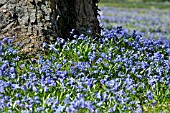 SCILLA SIBERICA, SIBERIAN SQUILL