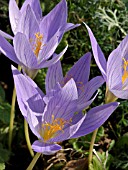 CROCUS SPECIOSUS, AUTUMN CROCUS