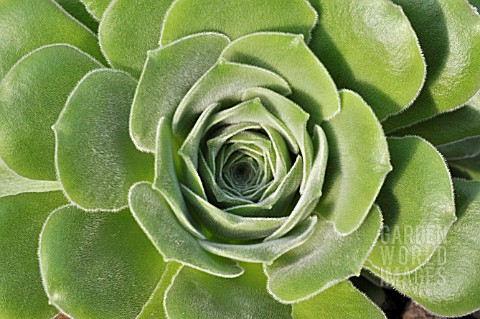 AEONIUM_PALMENSE