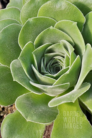 AEONIUM_PALMENSE