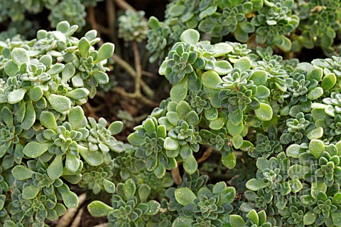 AEONIUM_TORTUOSUM