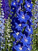 DELPHINIUM ELATUM JUBELRUF, LARKSPUR