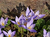 CROCUS SPECIOSUS, AUTUMN CROCUS